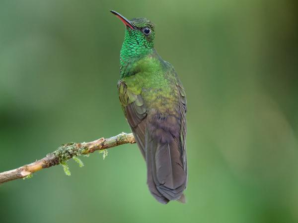 <h3><a href="/trips/costa-rica/biota/animalia/chordata/aves/033 apodiformes/004 trochilidae/florisuga mellivora/florisuga mellivora-nl.html">Florisuga&nbsp;mellivora</a> / White‑necked&nbsp;jacobin / Witnekkolibrie</h3>OM-1 Mark II met OLYMPUS M.150-400mm F4.5, 1/100 sec  bij F4.5, ISO 10000, afstand 3.52&nbsp;m